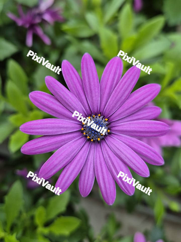 Purple Daisy Flower